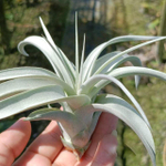 Тилландсия xerographica pup (T59)