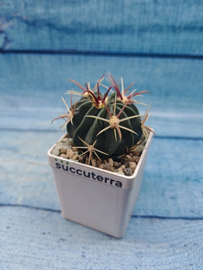 Ferocactus Latispinus (Ферокактус)