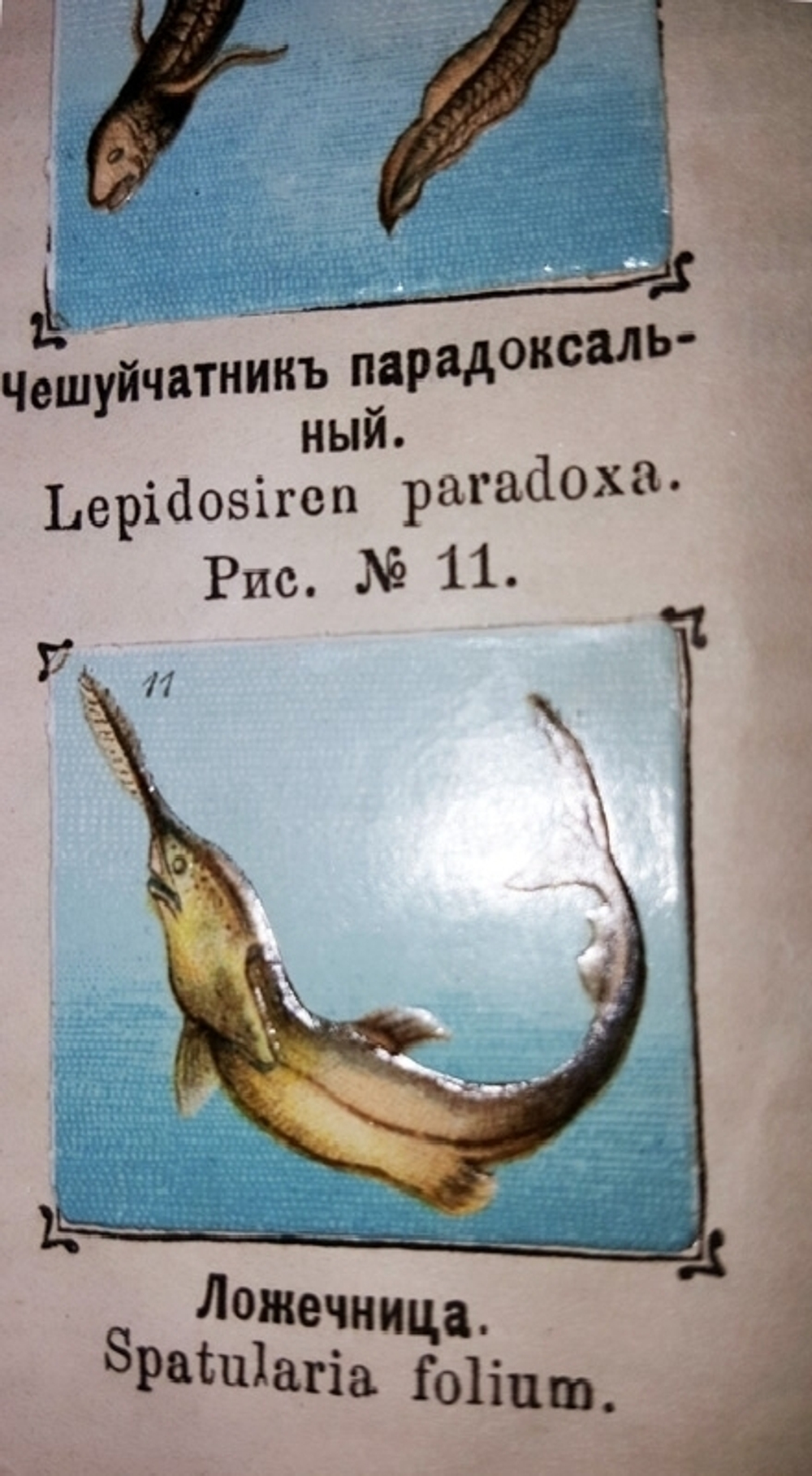 "Рельефный зоологический атлас. Часть третья. Пресмыкающиеся и рыбы.". Гагельберг. 1880г. - антикварное издание