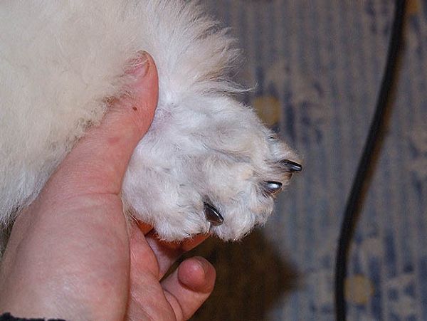 Правильный уход за лапами и когтями – важное дело