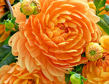 Георгины апрель 2026