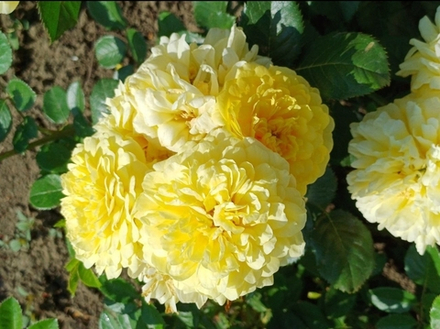 ANNY DUPERAY (YELLOW MEILOVE) (Анни Дюпрей)