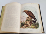 "Пернатые хищники. Популярные очерки из мира русских хищных птиц". Д.Н.Кайгородов. 1906 г.