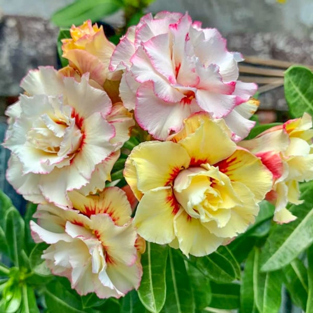 Адениум обесум 374