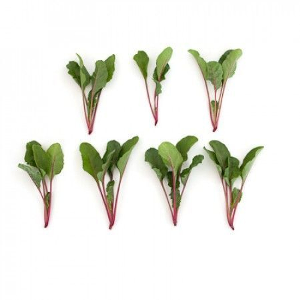 Чарли F1 семена мангольда (Rijk Zwaan / Райк Цваан)