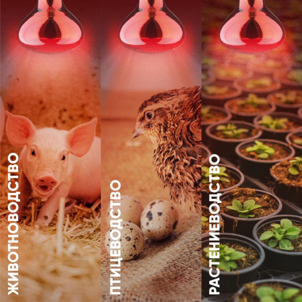 Инфракрасная лампа ЭРА ИКЗК 220-250 R127 E27 для обогрева животных и освещения 250 Вт кратность 1 шт | Инфракрасные лампы