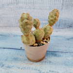 Tephrocactus Articulatus (Тефрокактус)