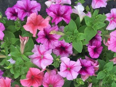 S60181 Петуния кустовая Grandiflora DADDY® MIX 100 шт.