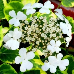 Гортензия вьющаяся Миранда Р9 Закупка М59 апрель 2026