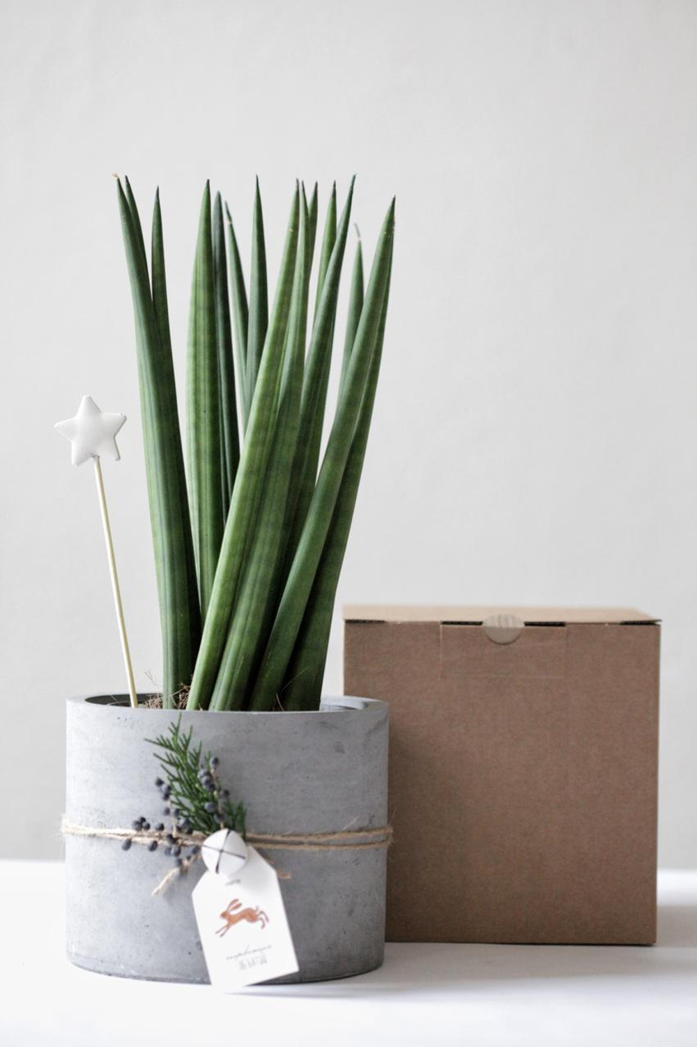 Новогодний набор с Сансевиерией № 8