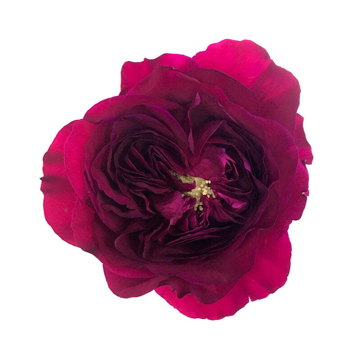 Дарси (Darcey David Austin) — английская роза Дэвида Остина