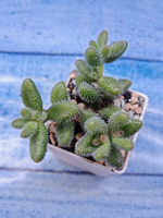 Delosperma Echinatum (Делосперма)