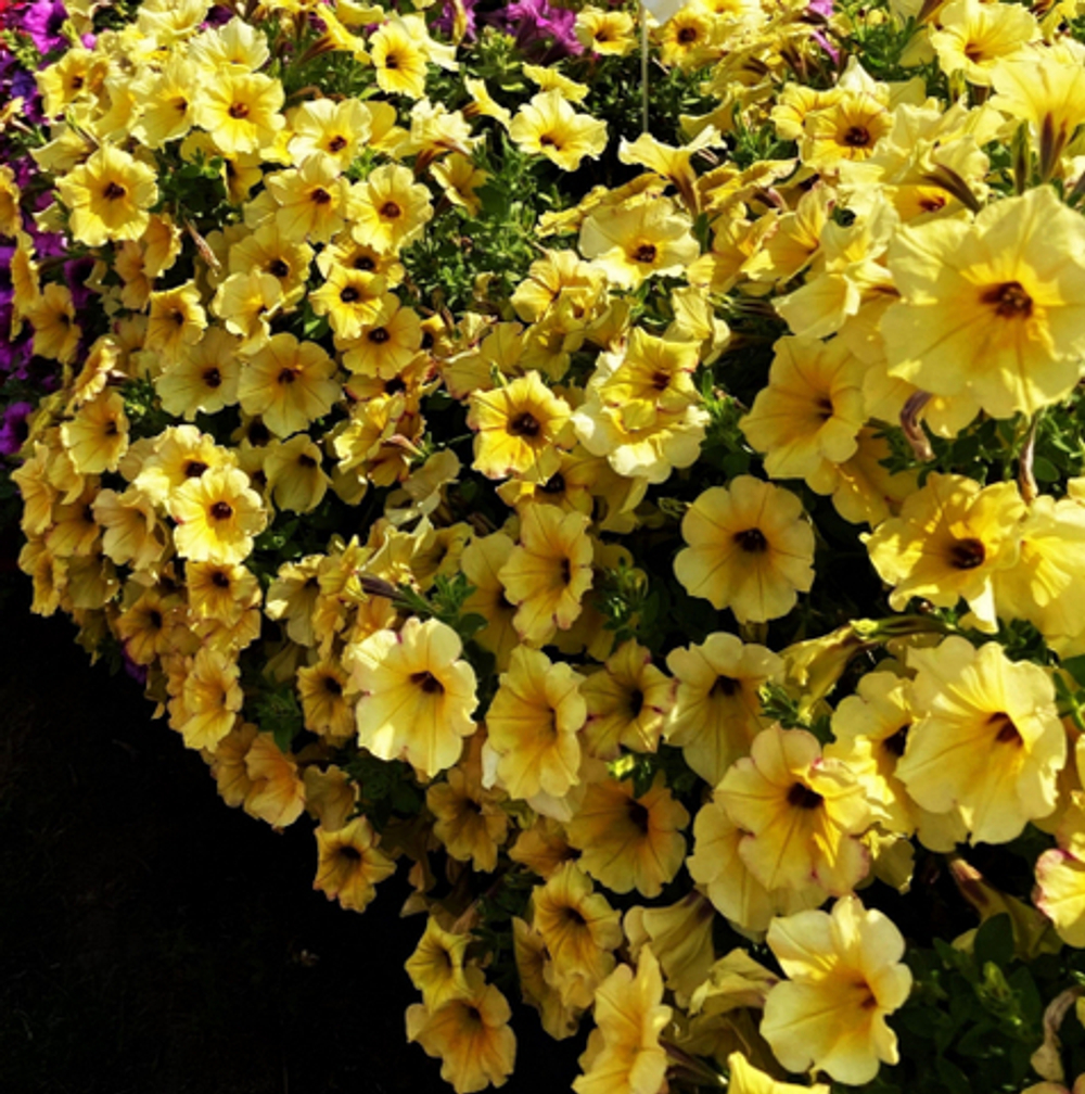 Петуния ALPETUNIA YELLOW DARK CENTER