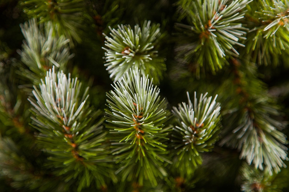 Ель Женева 215см заснеженная Triumph Tree