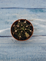 Gymnocalycium Friedrichii (Гимнокалициум)