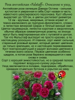 Роза Фольстаф английская пурпурная