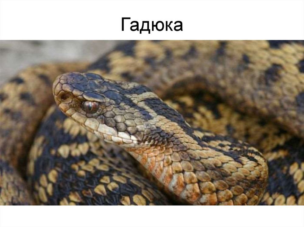 Влажный препарат Гадюка — купить по ФГОС | Учебный стандарт