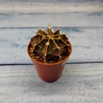 Gymnocalycium Friedrichii (Гимнокалициум)