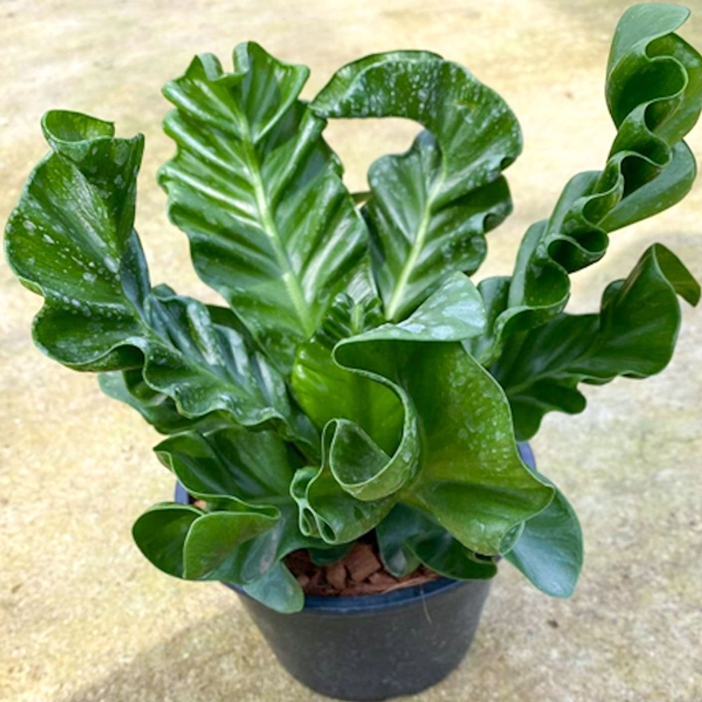 Асплениум Кобра