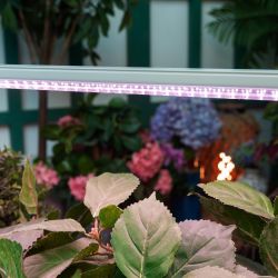 ULI-P13-35W-SPLE IP40 WHITE Светильник для растений светодиодный линейный. 1150мм. выкл. на корпусе. Спектр для фотосинтеза. TM Uniel