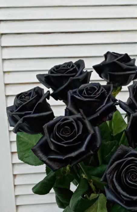 Букет из 11 чёрных роз #26895