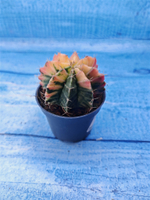 Gymnocalycium Variegata (Гимнокалициум Вариегатный)
