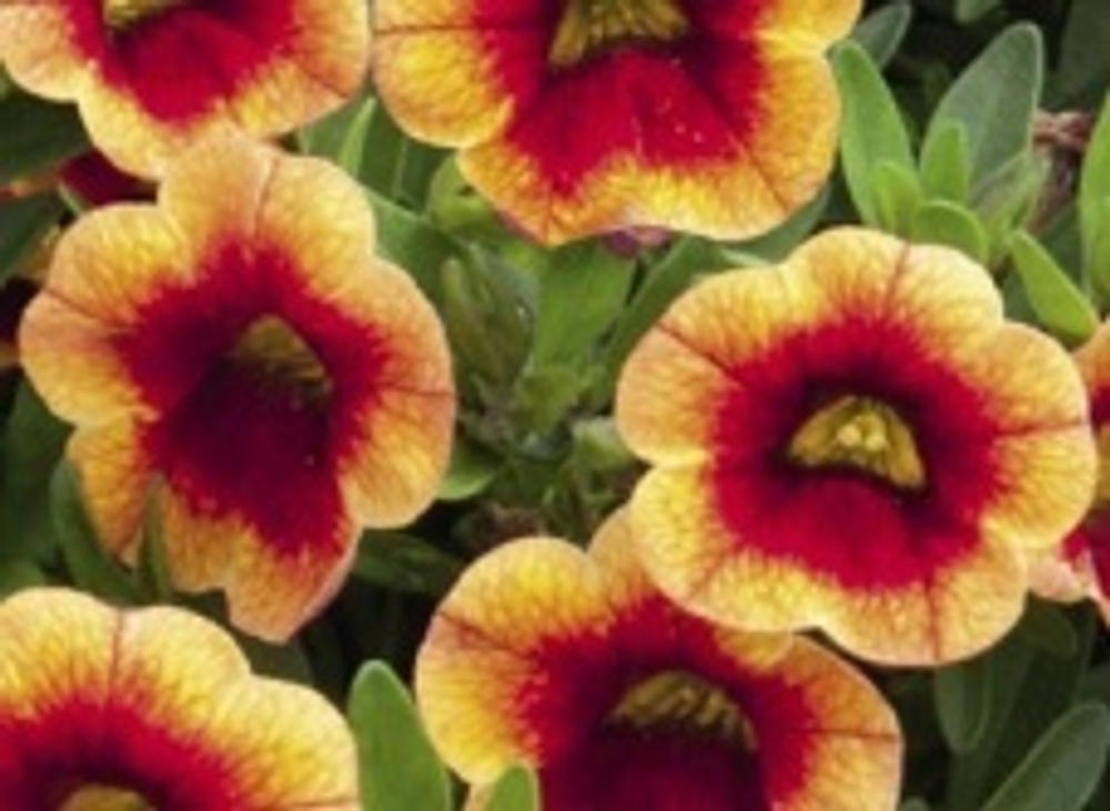 Calibrahoa Mini Famous Neo orange red eye ОКС укорененный черенок. Под заказ, производство 4-5 недель