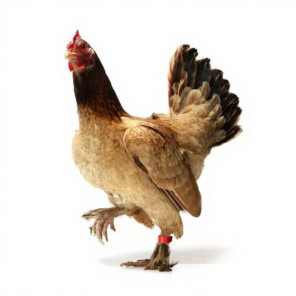 Меточное кольцо 16 мм без защелки