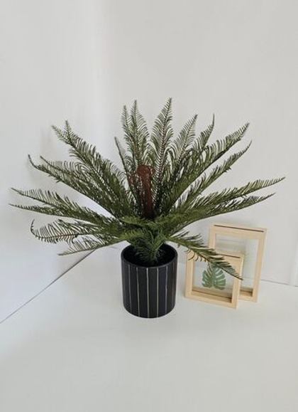 Папоротник Блехнум / Арт 6389