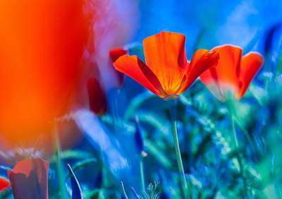 Фото на стекле "Веселое настроение" Декор для дома, подарок