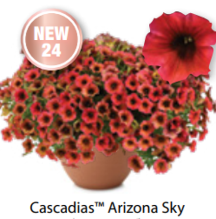 ЕВРО Петуния Cascadias Arizona Sky ОКС укорененные черенки В наличии
