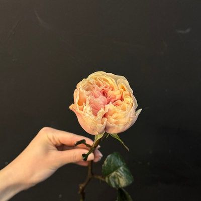 Пионовидная роза Джульетта 45 см 1 шт