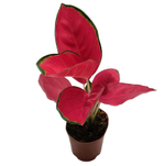 Аглаонема Чайна красная