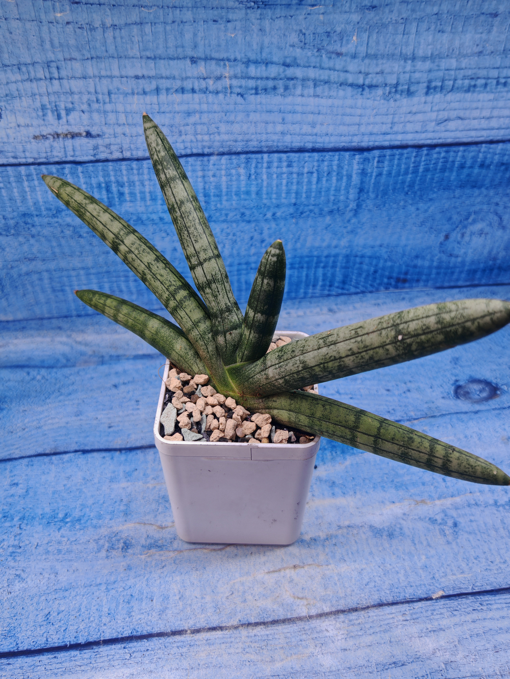 Sansevieria Cylindrica (Сансевиерия)