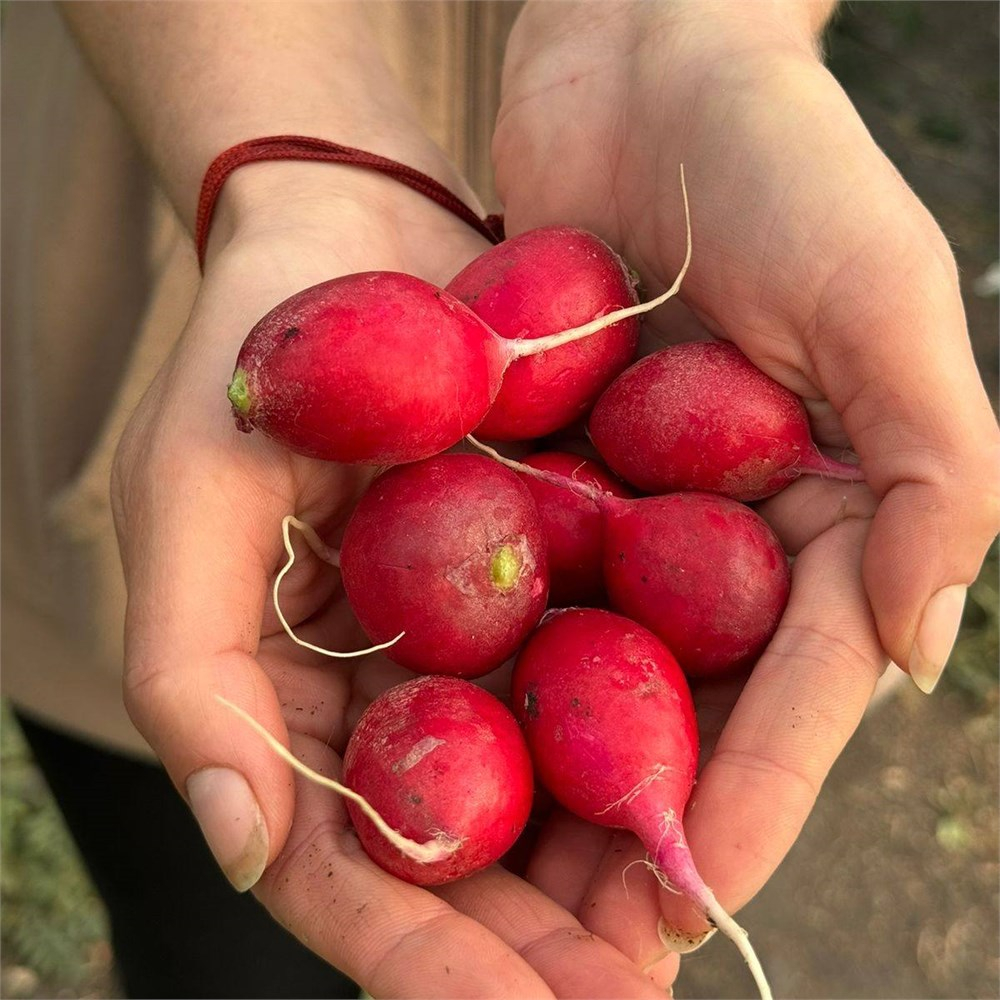 Редис розовый без ботвы "О, Батат", 500 г (цена указана за 500 г, вес может отличаться)