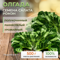 ОЛГАДА семена салата (Nunhems | Alexagro)