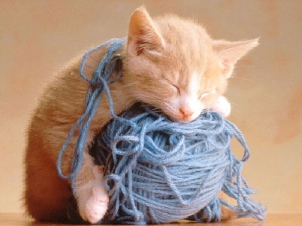 Игры для котят