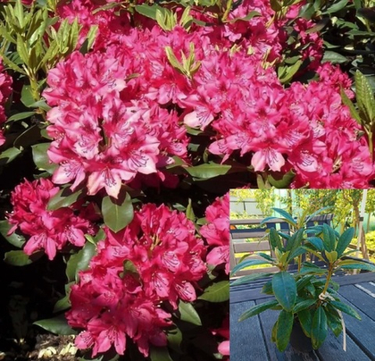 Рододендрон гибридный Нова Зембла