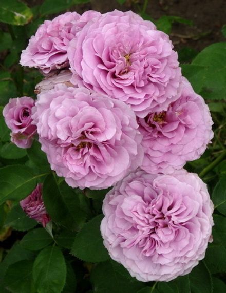 Лавендер айс