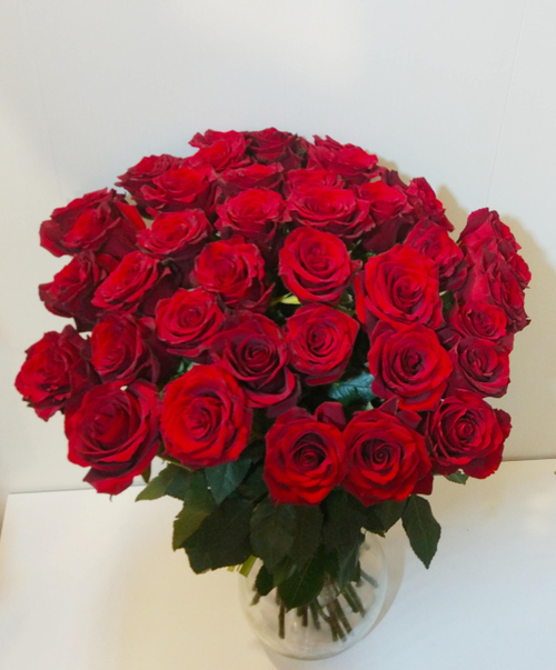 Роза Эквадор бордовая "Explorer" -25 шт/пачка