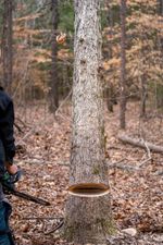 Цепная пила аккумуляторная Greenworks GD60CS25k5 Арт. 2008907UG, 60V, 40 см, бесщеточная, 2500 Вт, с 1хАКБ 5 Ач. и ЗУ