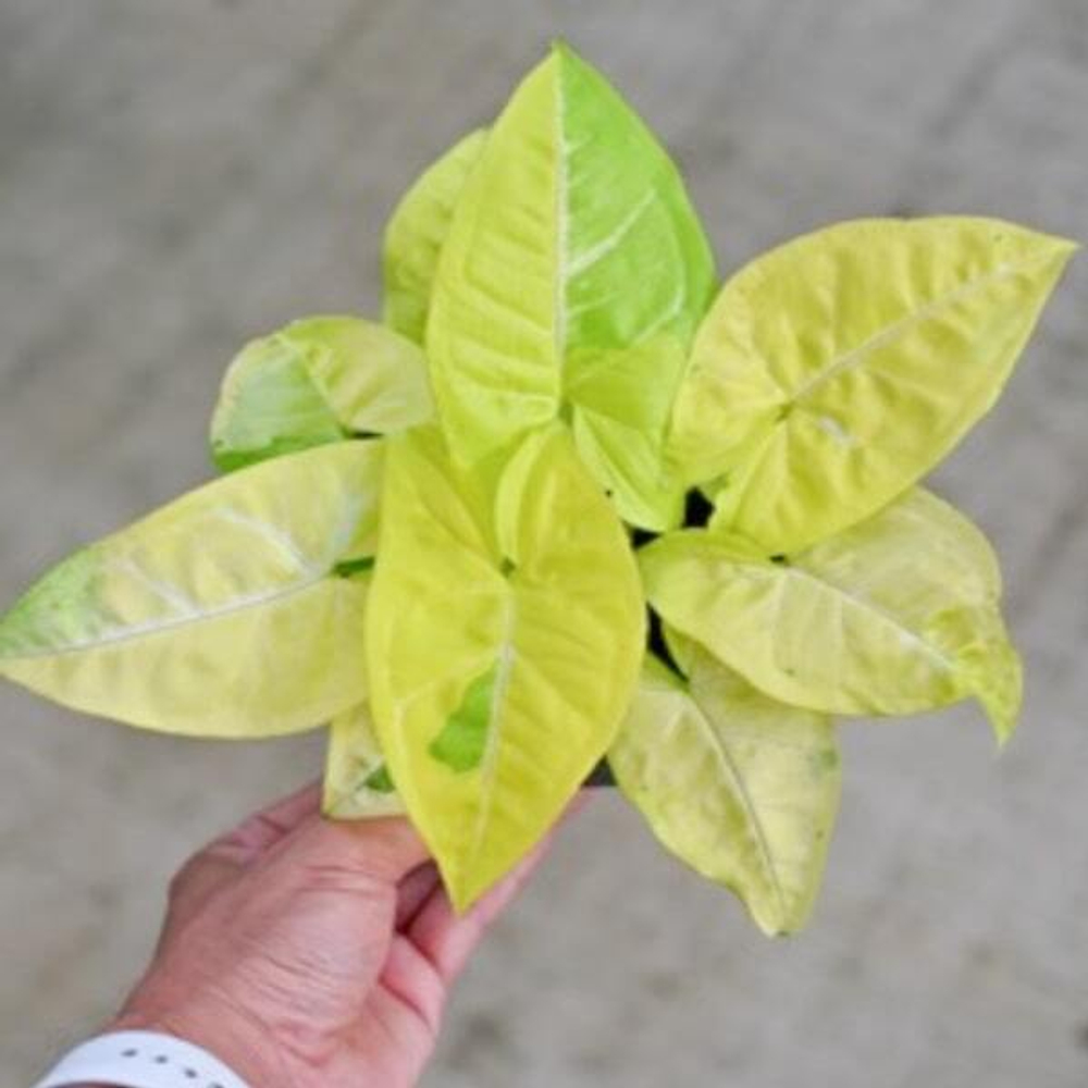 Сингониум LEMON LIME