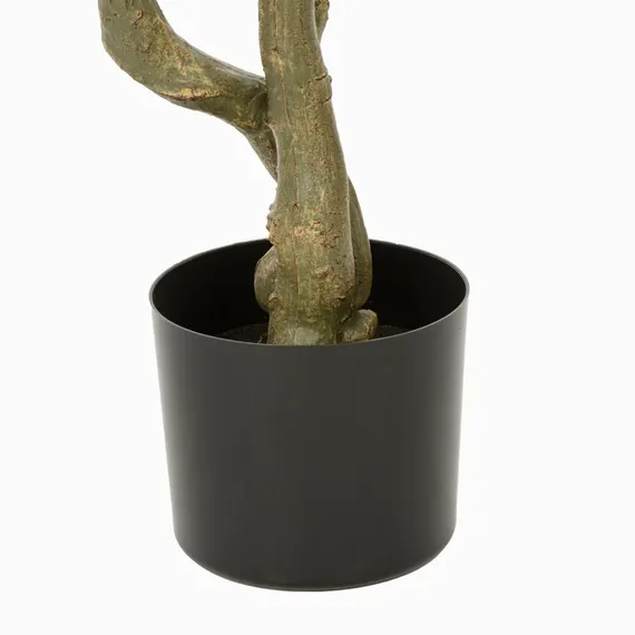 Оливковое дерево высота 172 см