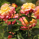 Роза чайно-гибридная Aquarell