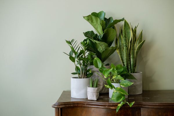 Как выбрать растения для дома: гид по категориям и фильтрам KRAP/VA