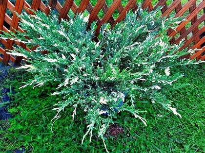 Можжевельник горизонтальный Андорра Вариегата