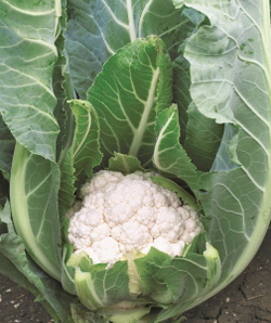 Капуста цв. Алмагро F1 (50шт) Витагрин Профи