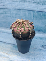 Gymnocalycium T-Rex Pink hybrid (Гимнокалициум T-rex)