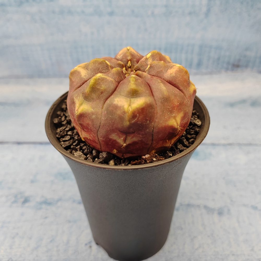 Gymnocalycium Daydream (Гимнокалициум)