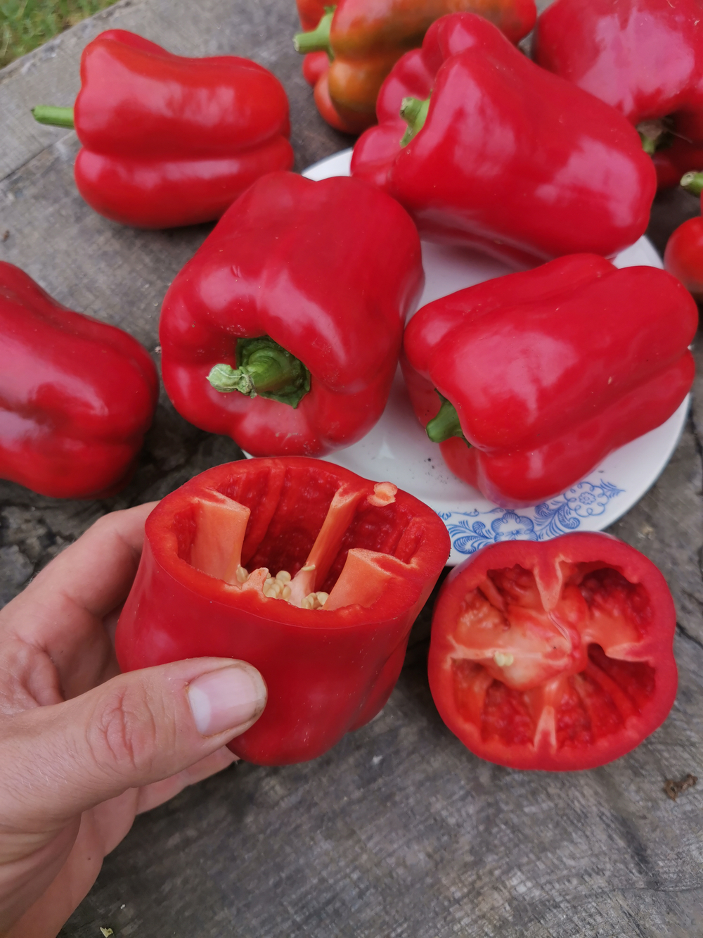 Сладкий Перец — Урожайный Гусева